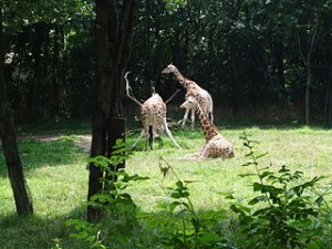 Giraffes at The Bronx Zoo